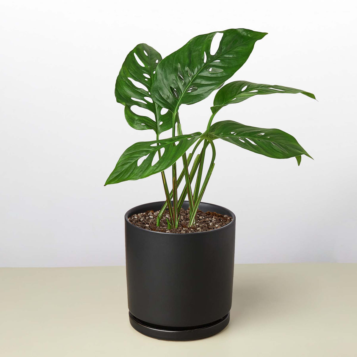 Monstera Adansonii 'Swiss Cheese'