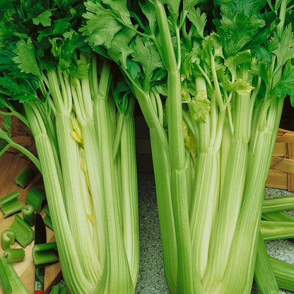 Tall Utah Celery Seeds (Organic)