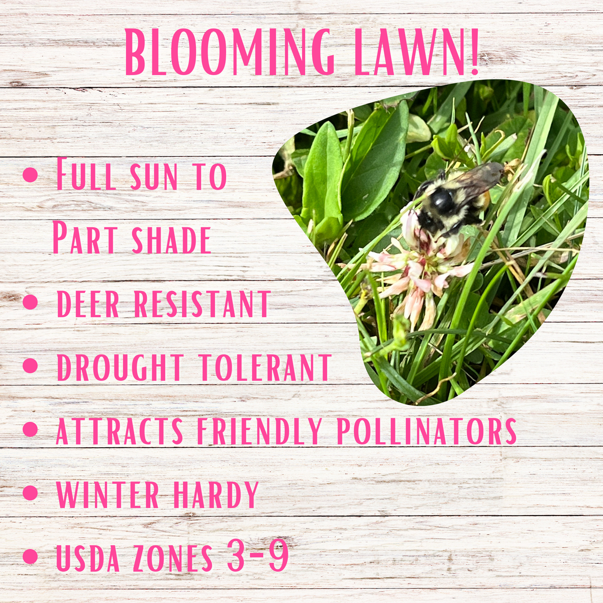 Bee Lawn Seed Kit - Easy Spread Shaker