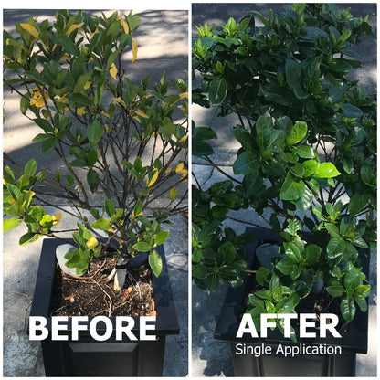 20-20-20 All Purpose Fertilizer with Kelp and Micronutrients