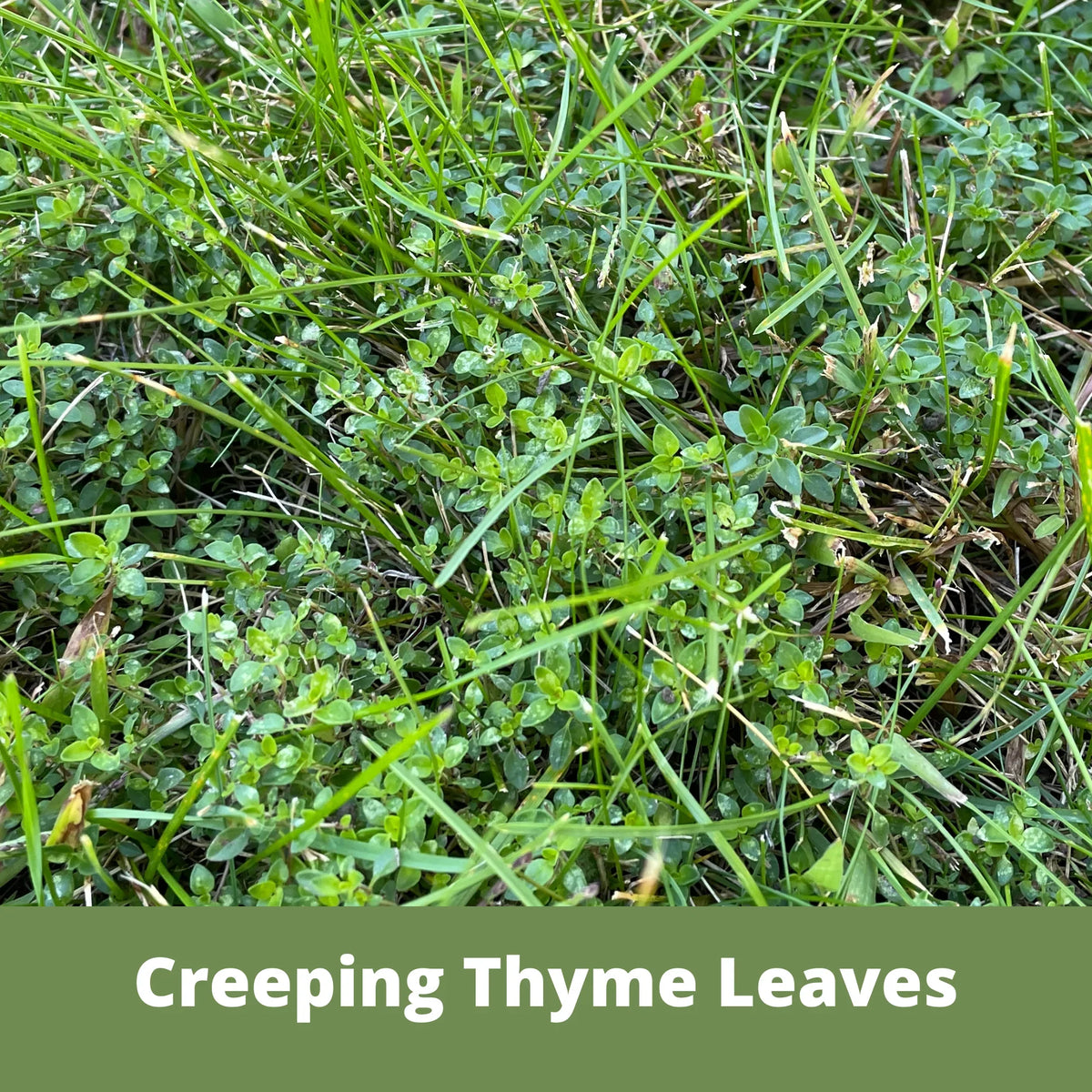 Creeping Thyme Seed Pouch