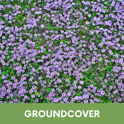 Creeping Thyme Easy Spread Shaker