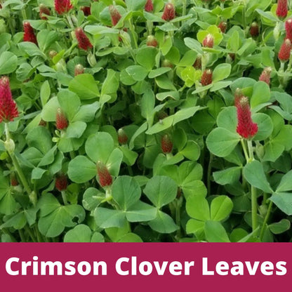 Crimson Clover Easy Spread Shaker