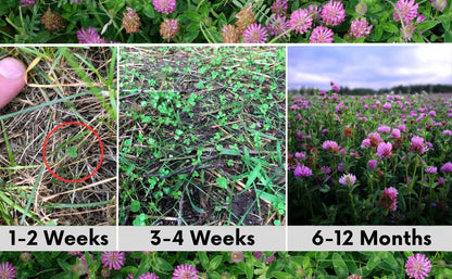 Medium Red Clover Seed