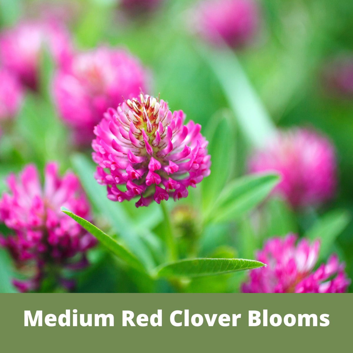 Medium Red Clover Seed