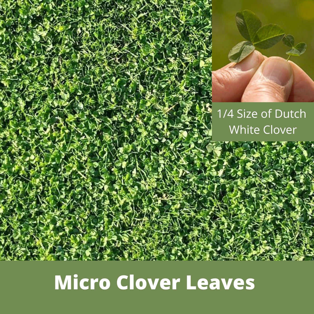 Micro Clover + Mow Less Grass Seed