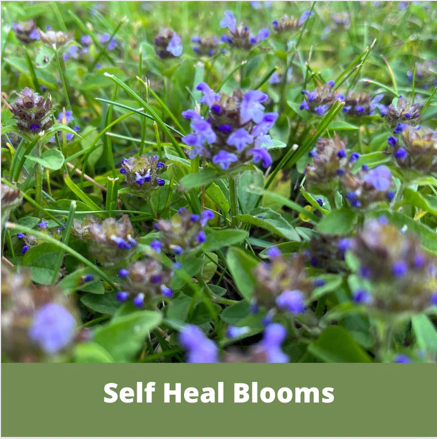 Self-Heal Seed Pouch