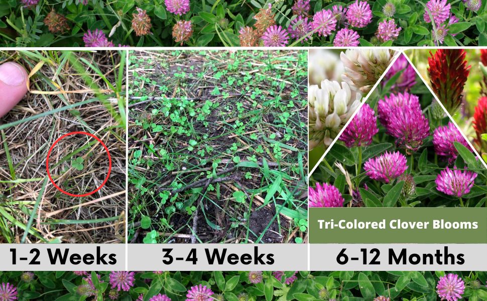 TRI-Color Clover + Mow Less Grass Seed