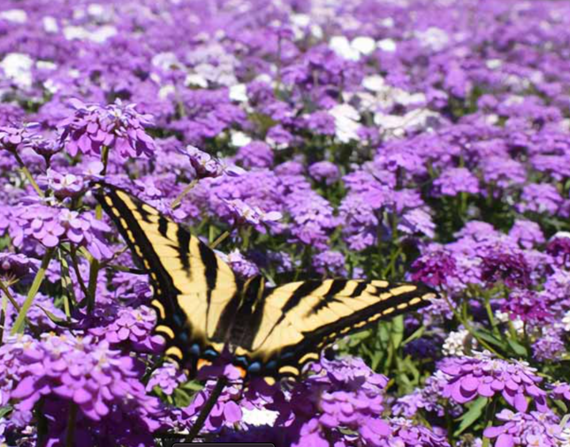 Sweet Alyssum Royal Carpet Seed Pouch