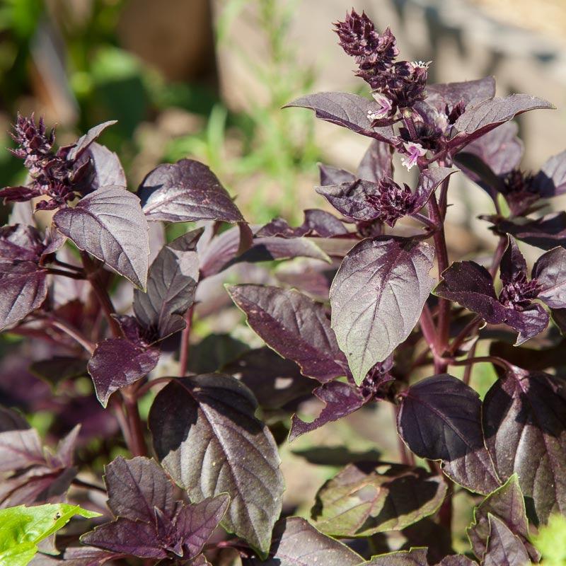 Dark Purple Opal Basil Seeds (Organic)