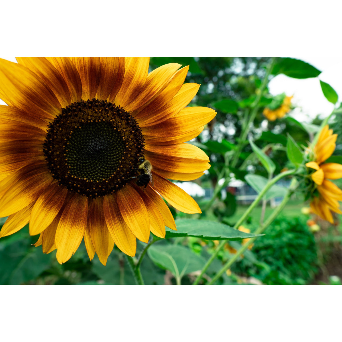 Flower Power All Natural Super Bloom Booster