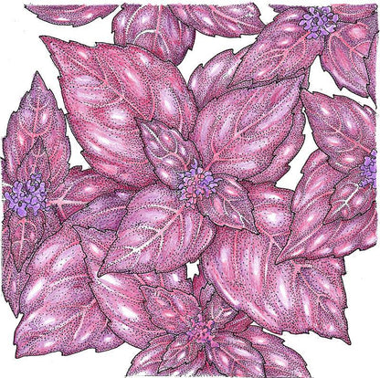 Dark Purple Opal Basil Seeds (Organic)
