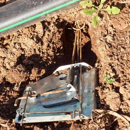 Cinch Gopher Trap