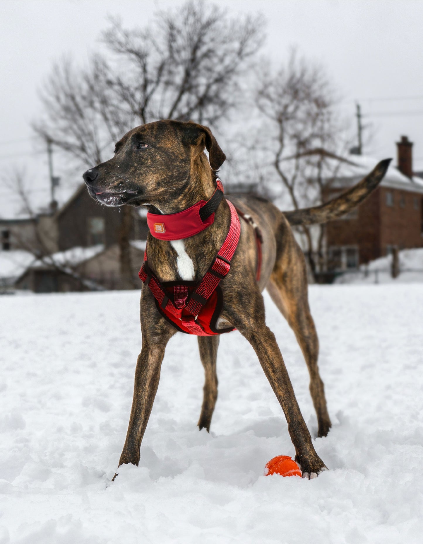Pet Life ® 'Geo-prene' 2-in-1 Shock Absorbing Neoprene Padded Reflective Dog Leash and Harness